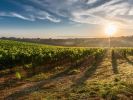 Cech vinohradníkov a vinárov očakáva jeden z najhorších rokov