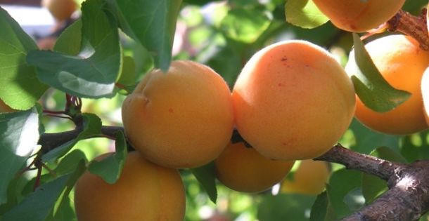 Ovocie: Podmanivé marhule | Suroviny | GASTROweb - Gastronómia očami  profesionálov